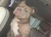 Needs home asap