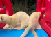 White ferrets