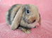 Selection of mini lop babies available