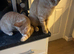 1 adorable kitten looking for his forever home