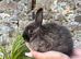 Ready now! Angora x Netherland dwarf