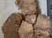 F1 Maltipoo Puppies Extensively DNA Lab Tested Parents
