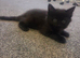 9 week old kittens for sale - friendly