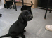 6 beautiful labrador retriever looking for there furever family's