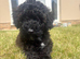 Beautiful toy poodle girl looking for new home