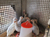 Guinea Fowl Keets