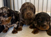 3 beautiful dachshund puppies