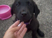KC Reg Labrador Puppies