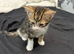 Kittens ready now