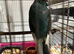 2 female Kakariki parrots available they are &pound;80 each will not take any less than asking price in Belfast