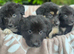 Beautiful mastiff cross pups