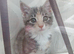 Gray tortie female