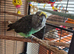 Myers Parakeet