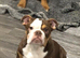 British bull dog just over 1