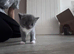 5 half ragdoll kittens