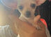 Beautiful chihuahua puppies