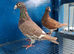 Muleman Breeder Pair