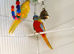 Beautiful pair of Turquoise parrots ready for re homing