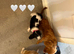 Beautiful health tested cavalier King Charles