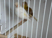 White hen canary