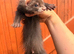 Angora baby ferrets