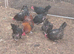 French copper black maran breeding group