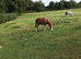 Section A Welsh Pony Chestnut.