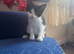 Kittens for sale
