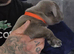 Staffordshire puppies