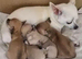 Chihuahua toy Apple ad Boy Puppy