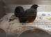 2 X colours are chocolate brown / grey/rusty red and black head cock birds brothers  &pound;6 for both or &pound;3 each