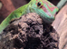 1.1 Hi Red Giant Day Gecko pair