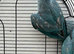 beautiful Ringneck parrots