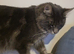 Atlas mainecoon