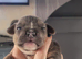 Frenchie cross Jack Russell pups for sale