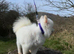 Beautiful kc reg Pom female