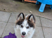 Beautiful 6 month old Pomsky