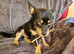 Female and male dog need new home