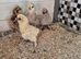 Silkie and Seramas