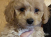 Poochoon pups