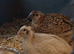 Quail eggs for sale