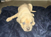 Cane Corso x Spanish Mastiff (Tradional) Hybrid Pups