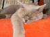 Stunning Lilac British Shorthair Boy with Odd Eyes - 15 Months - Neutered
