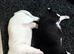 READY NOW Female American akita x bullmastiff