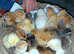 CHICKS FOR SALE