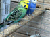 Semi tame lovebirds for sale