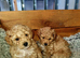 Beautiful f1 toy poochons