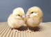 Female chicks chickens hens