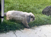 Male lop eared rabbit