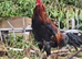 Aseel Cock